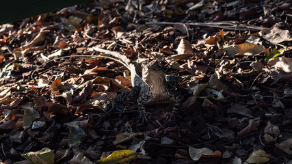 Australian water dragon in disguise of dried leaves. Subject in the center.