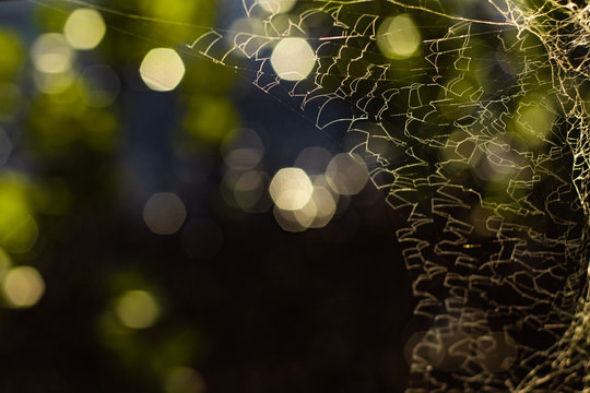 Closeup Spider Web With Hexagon Bokeh Background.
