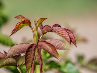 Plant with red leaves in detail