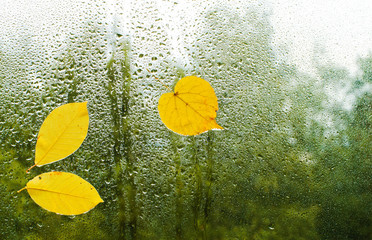 Yellow autumn leaves stuck to the wet window. The glass in drops of rain.