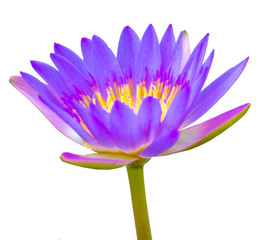Purple lotus, water lily is isolated on white background