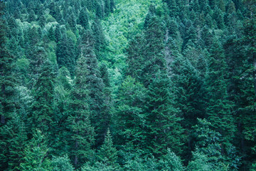 Coniferous green trees in a forest on a mountainside. The concept of ecosystem and healthy environment. Background for christmas banner and card. Cover for presentation, booklet