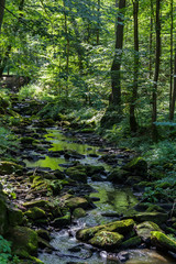 Nice small brook in forest with trees, Czech republic