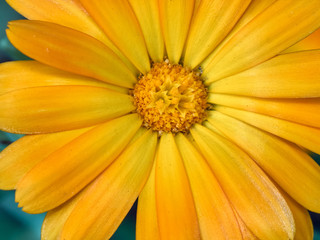 Orange marigold calendula flowers extreme close-up macro view on defocused background