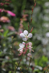 Gaura lindheimeri