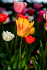 Colorful tulips in the Park garden in spring in Sunny weather - vertical photo