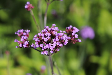 Verbena bonariensis