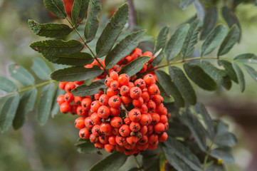 ripe berry Rowan close-up, toned image, selective focusing,