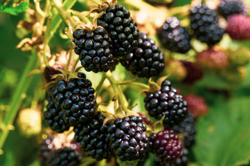 ripe large BlackBerry berry on the branch, selective focus, the concept of environmentally friendly products, healthy food, vitamins for the body