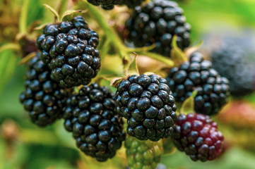 ripe, ripe BlackBerry berry on a branch, ripening of berries in natural conditions, the concept of environmentally friendly products