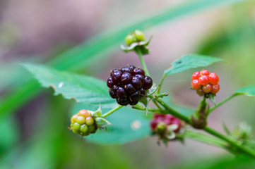 young, ripe BlackBerry berry on a branch, ripening of berries in natural conditions