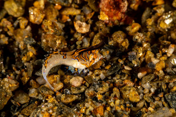 Orange & Black Dragonet Juvenile, Dactylopus kuiteri