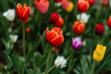 Colorful tulips in the Park garden in spring in Sunny weather