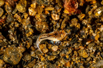 Orange & Black Dragonet Juvenile, Dactylopus kuiteri