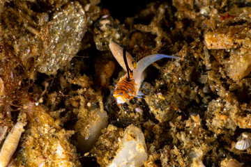 Orange & Black Dragonet Juvenile, Dactylopus kuiteri
