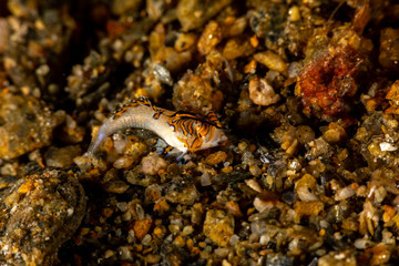 Orange & Black Dragonet Juvenile, Dactylopus kuiteri