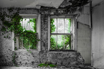 Fototapeta na wymiar Ivy growing into abandoned house black and white