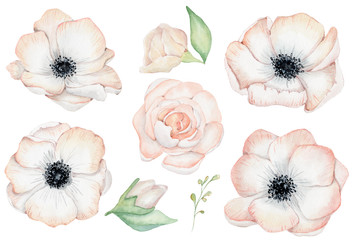 Aquarell Anemonenrosenblumenillustration lokalisiert auf dem weißen Hintergrund © EvgeniiasArt