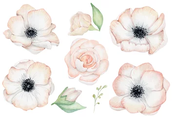Aquarell Anemonenrosenblumenillustration lokalisiert auf dem weißen Hintergrund © EvgeniiasArt
