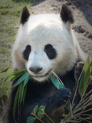 Obraz premium Giant panda (Ailuropoda melanoleuca)