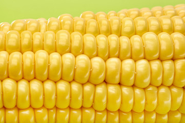 young fresh juicy large ears of corn