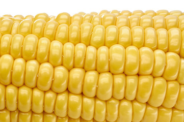 young fresh juicy large ears of corn