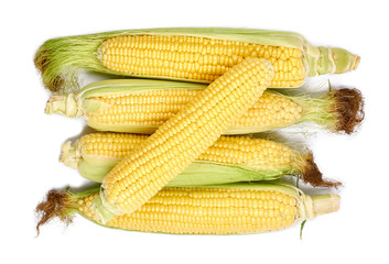 young fresh juicy large ears of corn