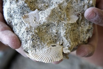 Limestone with a petrified shell. Shell in the stone.