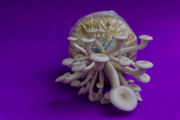 Fresh organic Phoenix mushroom [Indian Oyster] growing on soil in plastic bag. Fresh angel mushrooms growing.on blue background.