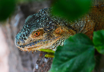 the head of a green iguana 