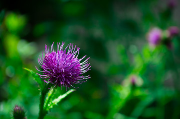 Pink thistle in macro