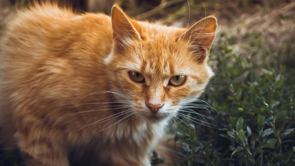 Fototapeta na wymiar Red cat in the green grass