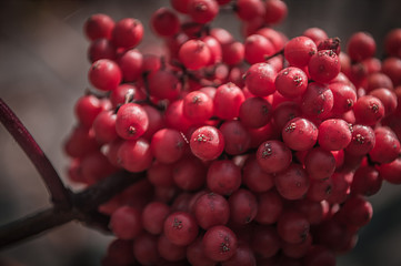 Red berries of viburnum in macro