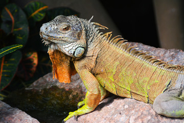 green iguana