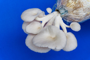 Fresh organic Phoenix mushroom [Indian Oyster] growing on soil in plastic bag. Fresh angel mushrooms growing.on blue background.