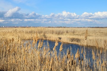Steppe and river. Spikes of dry grass on the background of water