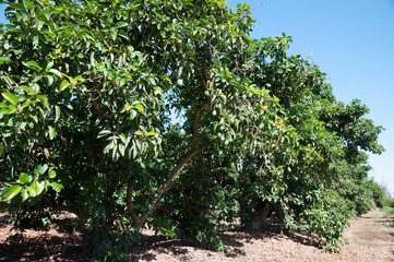 Fototapeta na wymiar Avocado orchard
