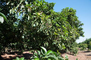 Fototapeta na wymiar Avocado orchard