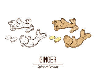 Medicinal and kitchen plant ginger