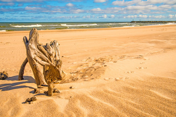 Driftwood at a beach of the Baltic Sea