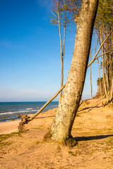 beach of the Baltic Sea in Orzechowo, Poland, dunes with trees