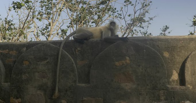 A lazy langur monkey sits on a wall.