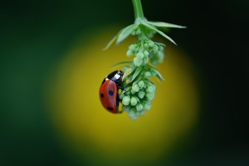 Ladybug (Ladybird) macro photo. Red, dotted insect. Yellow bokeh and blue background in the center