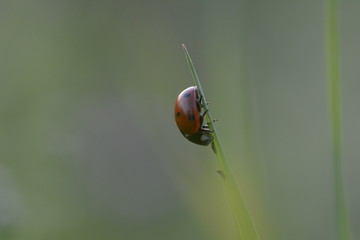 Ladybug (Ladybird) macro photo. Red, dotted insect. Green, isolated background. Soft focus, blue and bokeh
