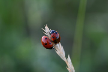 Obraz premium Ladybug (Ladybird) macro photo. Couple of red, dotted insects on a stem