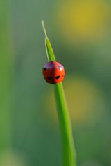 Ladybug (Ladybird) macro photo. Red, dotted insect. Green, isolated background. Soft focus, blue and bokeh