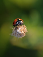 Ladybug (Ladybird) macro photo. Red, dotted insect. Green, isolated background. Soft focus, blue and bokeh