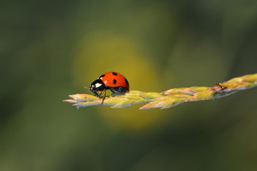 Ladybug (Ladybird) macro photo. Red, dotted insect on a grass stem
