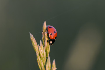 Ladybug (Ladybird) macro photo. Red, dotted insect on a grass stem