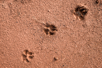 Three footprints of dog arranging in diagonal pattern on a brown sandy beach.